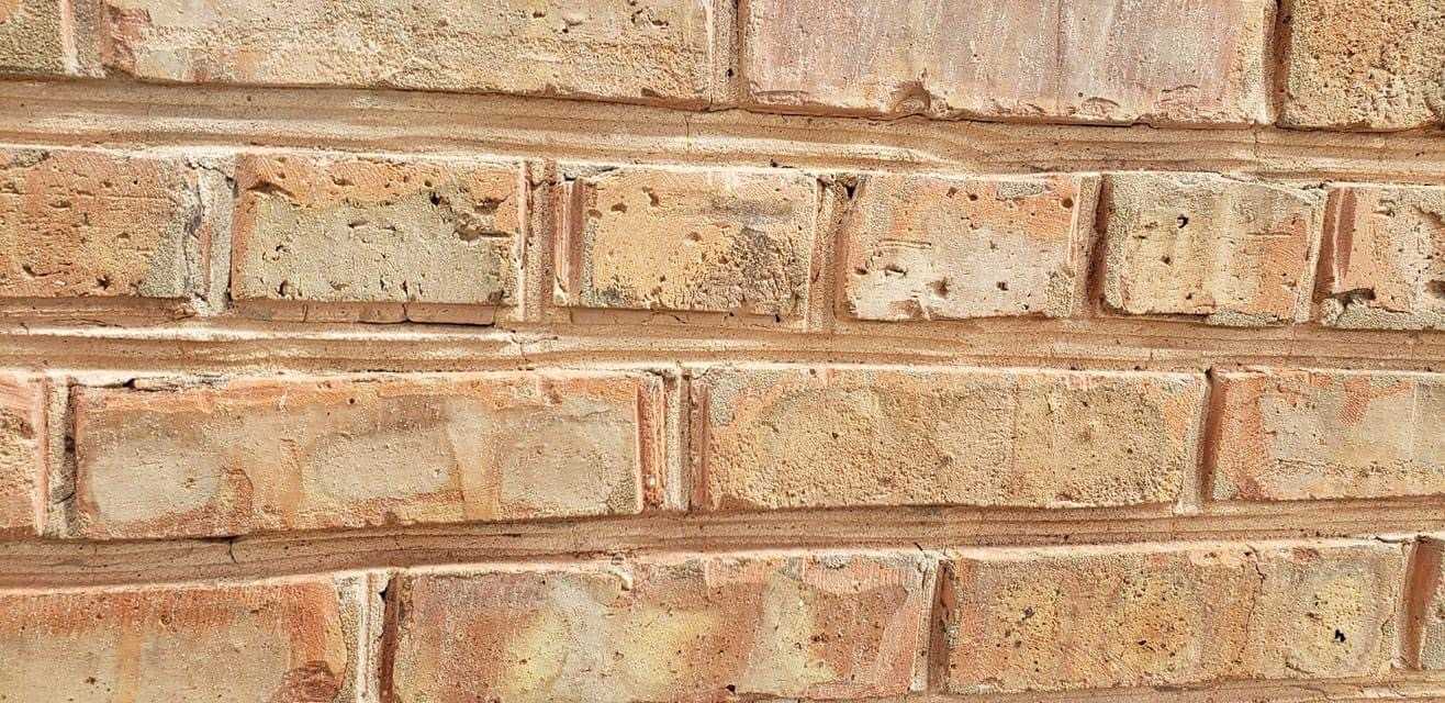 Fancy Looking Goat Here For A Good Time.